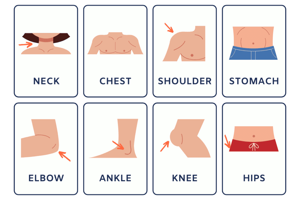 parts of the body in english