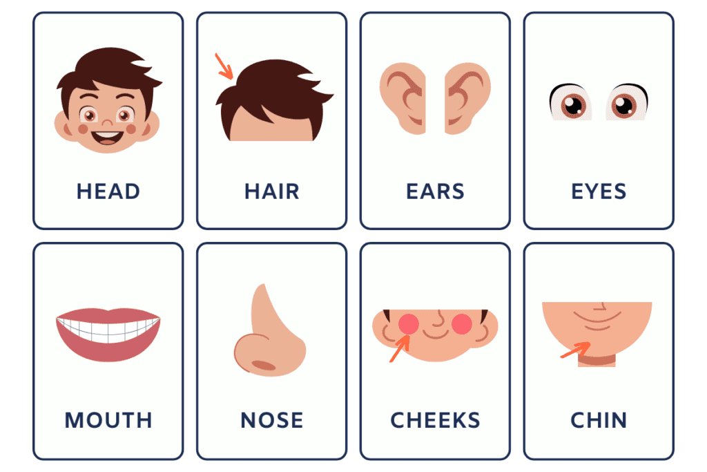 parts of the body in english