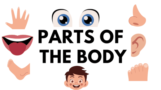 parts of the body